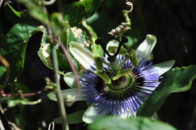 Passionflower Flower Of Passion Fruit  - NadineDoerle / Pixabay