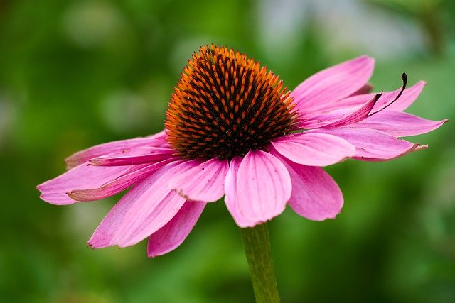 Coneflower Pink Flower Flower - Lakeblog / Pixabay